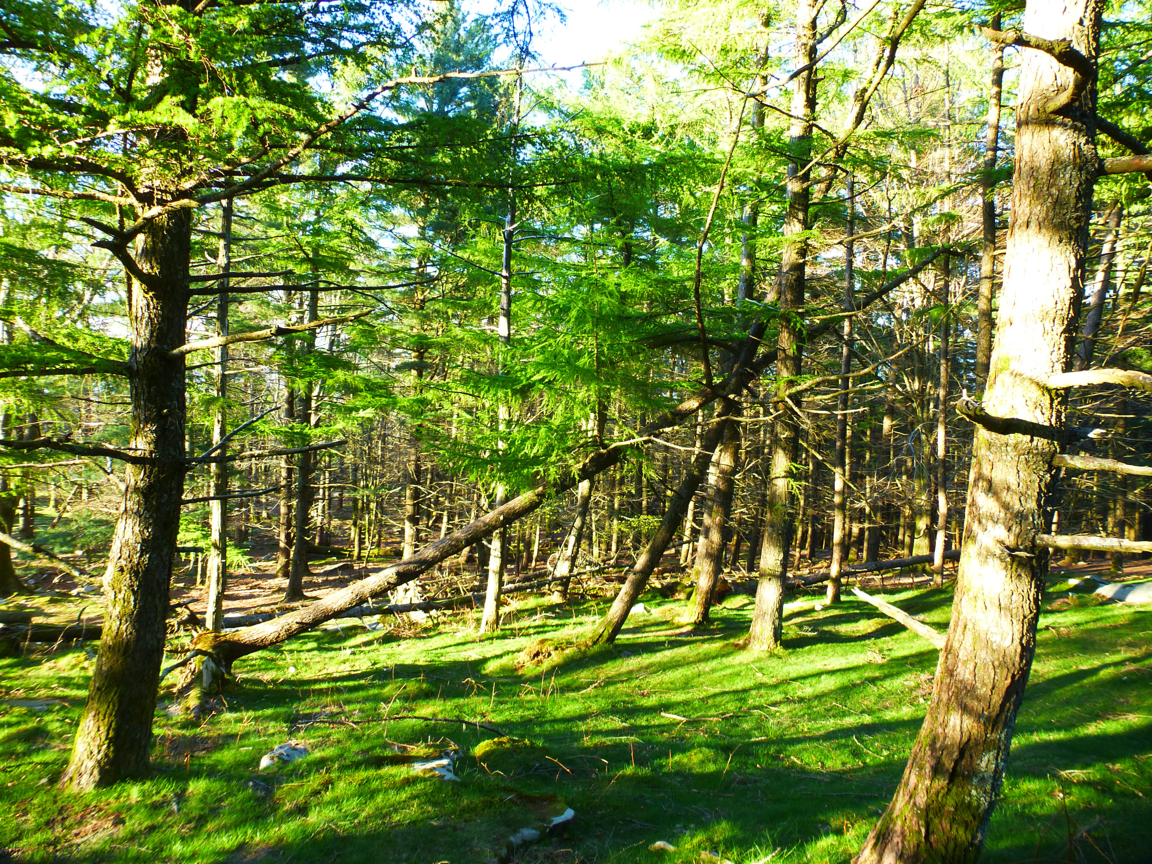 Bosque en el collado.
