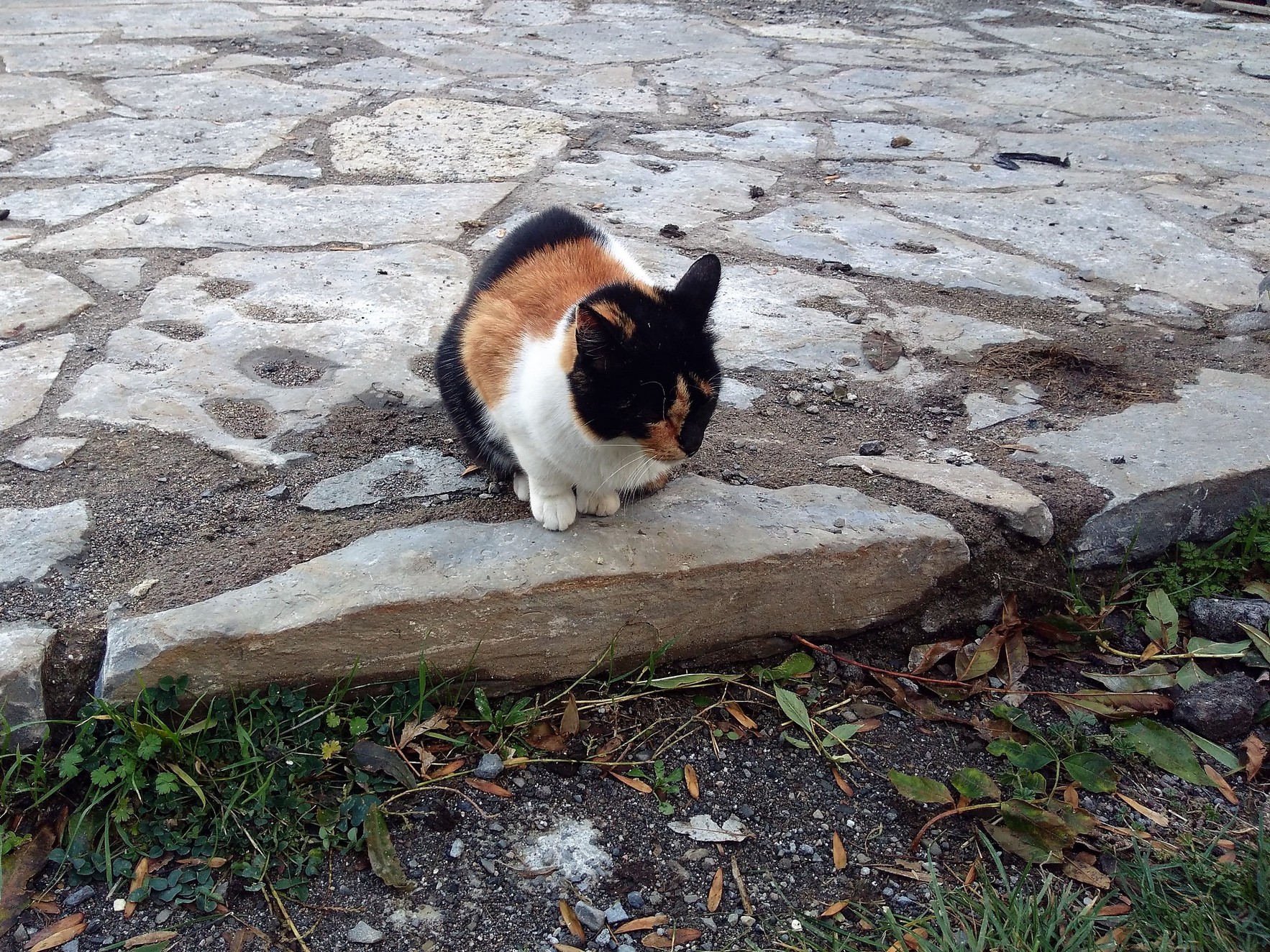 IMG_20181101_160935051