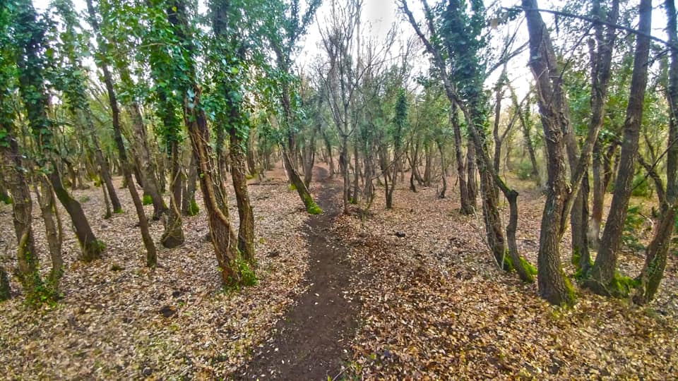 50726019_290003421706172_4050036624052977664_n