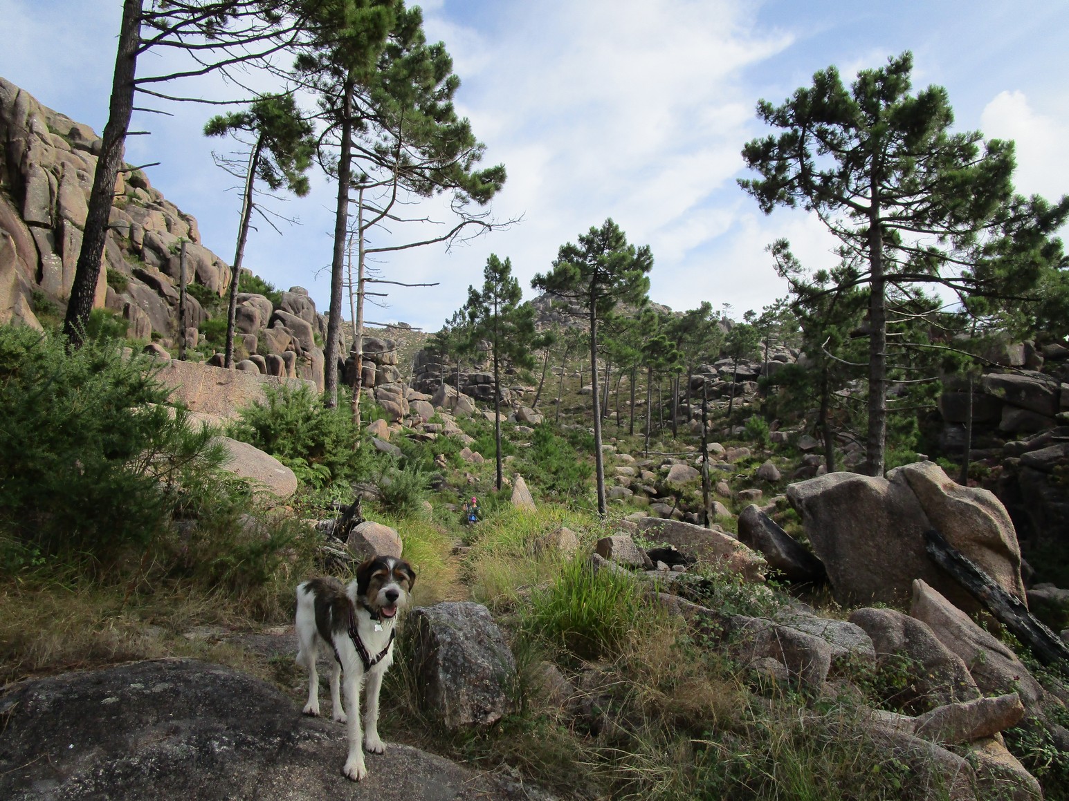 Subida al Monte Pindo. Primer tramo de pinar.